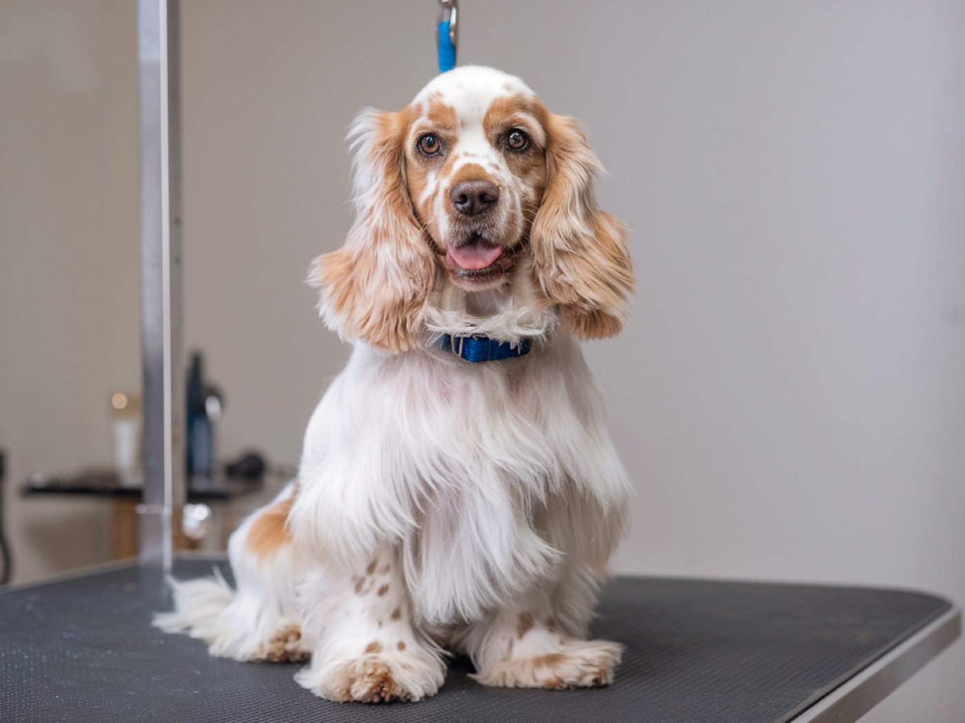 Post-groom golden